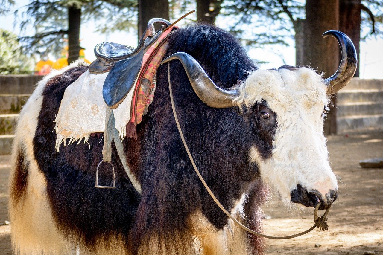 Yak stands outdoors in a forested area, providing riding services to tourists.